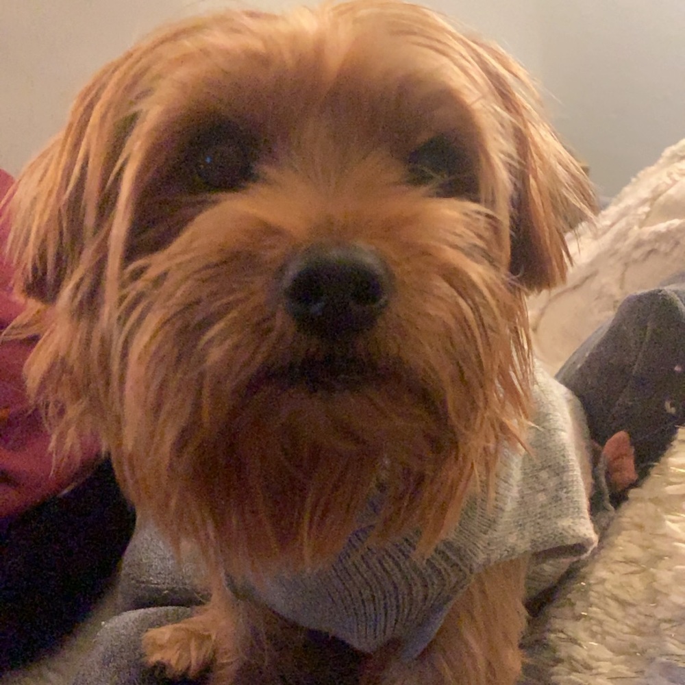 Meet your Posher, Reyna